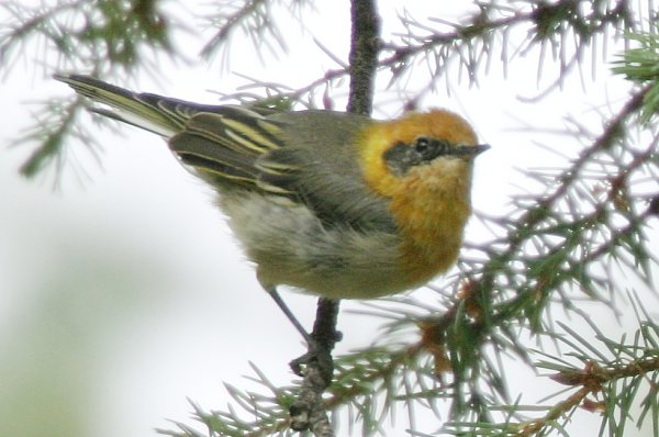 Olive Warbler Peucedramus taeniatus