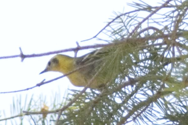 Olive Warbler Peucedramus taeniatus