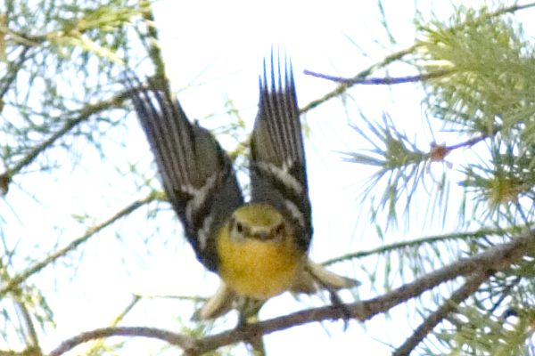 Olive Warbler Peucedramus taeniatus