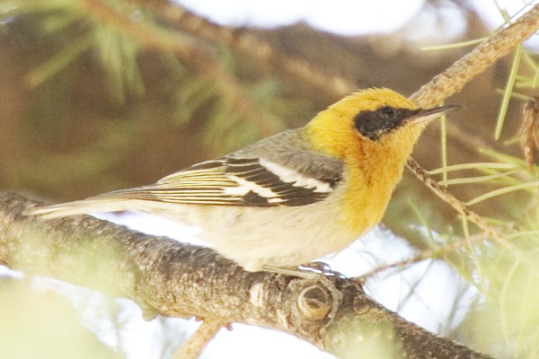 Olive Warbler Peucedramus taeniatus