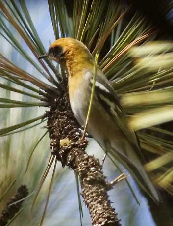 Olive Warbler Peucedramus taeniatus