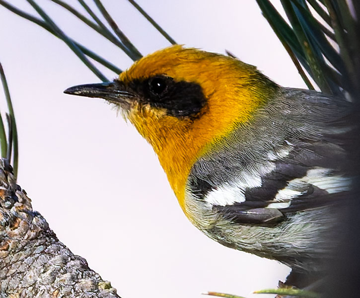 Olive Warbler Peucedramus taeniatus