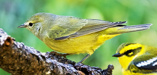 Orange-crowned Warbler Oreothlypis celata