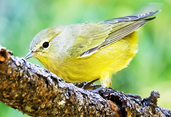 Orange-crowned Warbler Oreothlypis celata