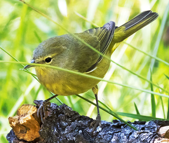Orange-crowned Warbler Oreothlypis celata
