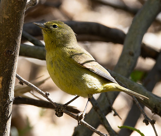 Orange-crowned Warbler Oreothlypis celata