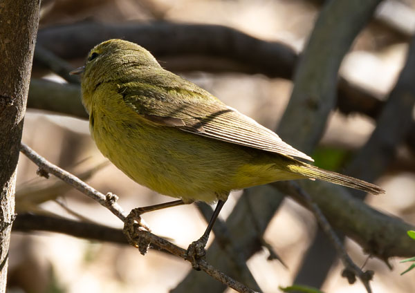 Orange-crowned Warbler Oreothlypis celata