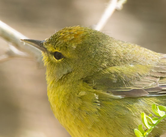 Orange-crowned Warbler Oreothlypis celata