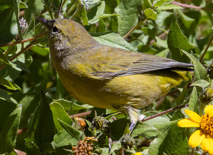Orange-crowned Warbler Oreothlypis celata