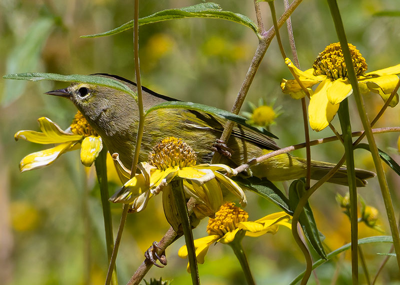 Orange-crowned Warbler Oreothlypis celata