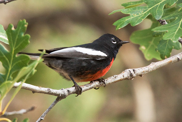 Painted Redstart Myioborus pictus 