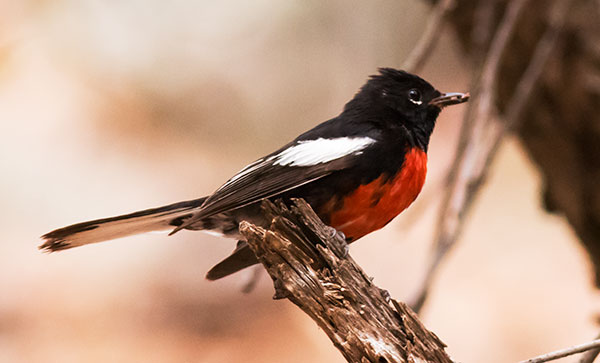 Painted Redstart Myioborus pictus 