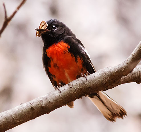 Painted Redstart Myioborus pictus 