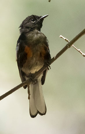 Painted Redstart Myioborus pictus 