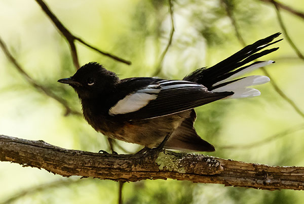 Painted Redstart Myioborus pictus 