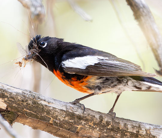 Painted Redstart Myioborus pictus 