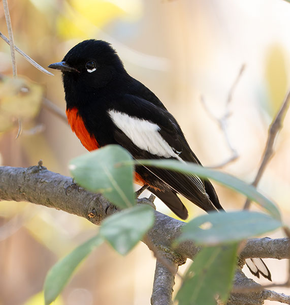 Painted Redstart Myioborus pictus 