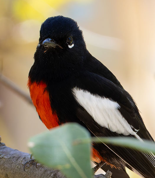 Painted Redstart Myioborus pictus 