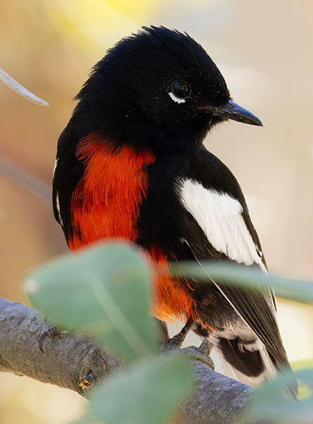 Painted Redstart Myioborus pictus 