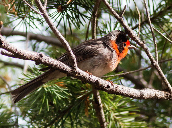 Red-faced Warbler Cardellina rubrifrons 