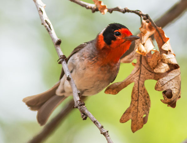 Red-faced Warbler Cardellina rubrifrons 