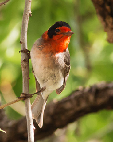 Red-faced Warbler Cardellina rubrifrons 