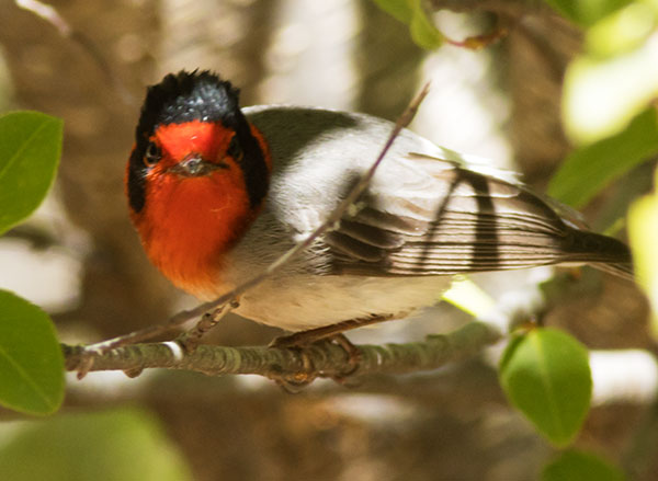 Red-faced Warbler Cardellina rubrifrons 