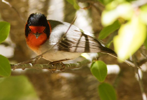 Red-faced Warbler Cardellina rubrifrons 