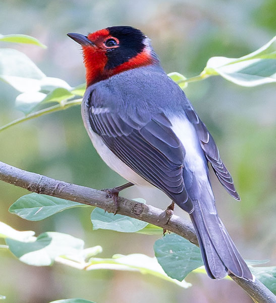 Red-faced Warbler Cardellina rubrifrons 