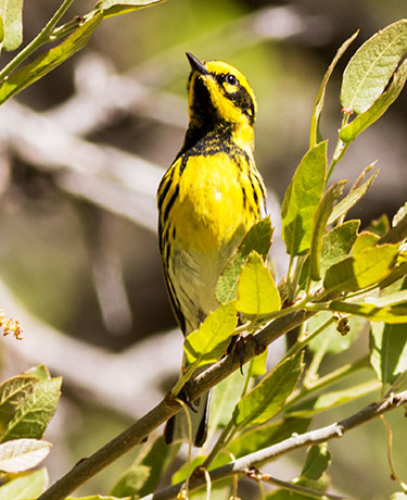 Townsend's Warbler Setophaga townsendi