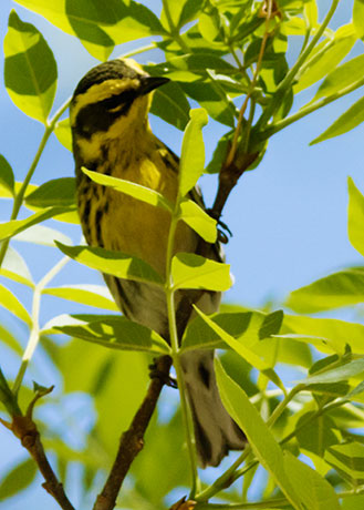 Townsend's Warbler Setophaga townsendi