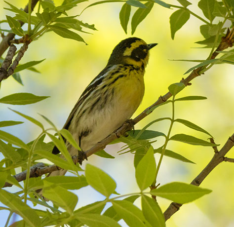 Townsend's Warbler Setophaga townsendi