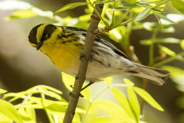 Townsend's Warbler Setophaga townsendi