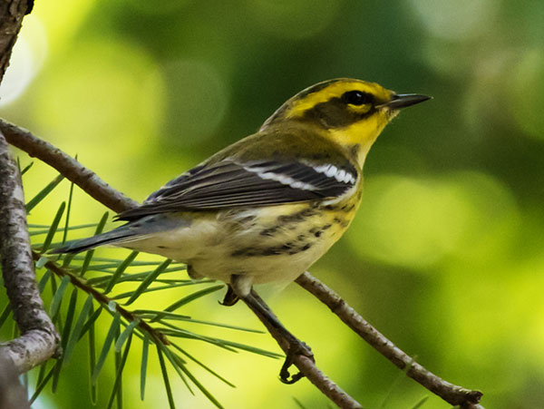 Townsend's Warbler Setophaga townsendi