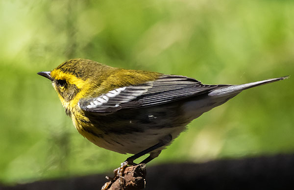 Townsend's Warbler Setophaga townsendi