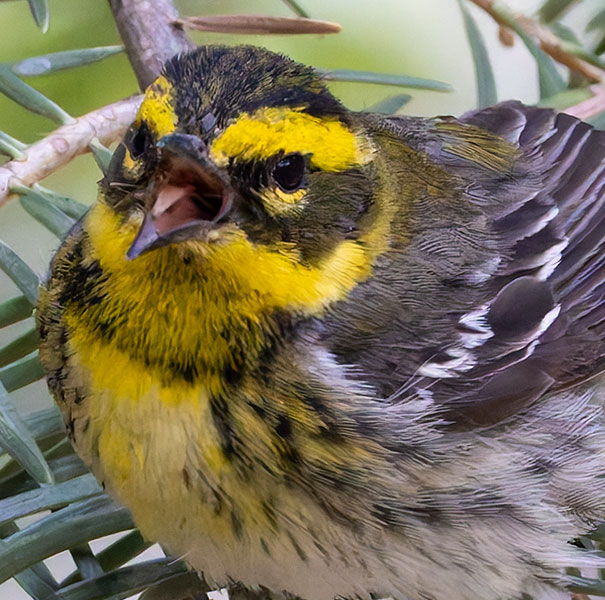 Townsend's Warbler Setophaga townsendi