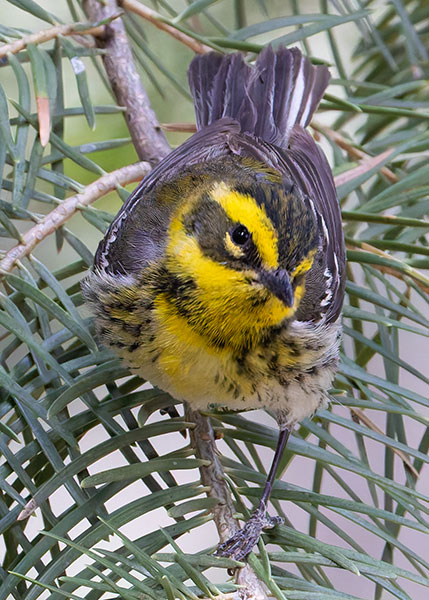 Townsend's Warbler Setophaga townsendi