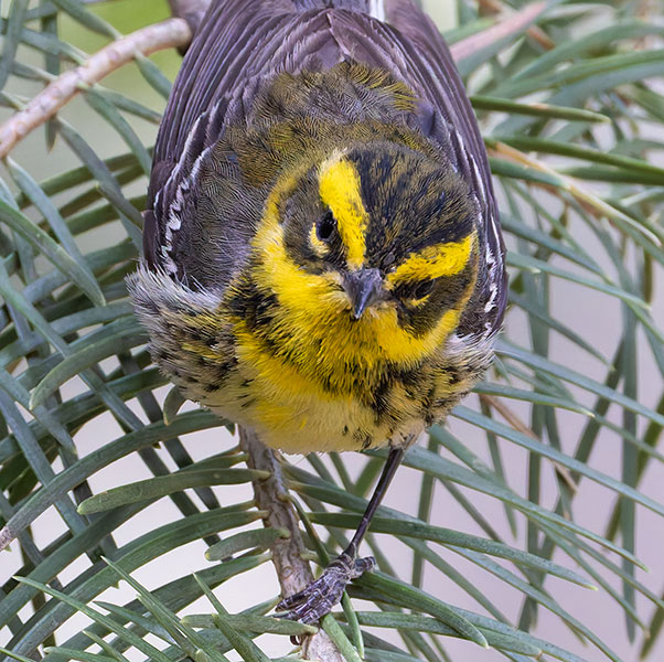Townsend's Warbler Setophaga townsendi