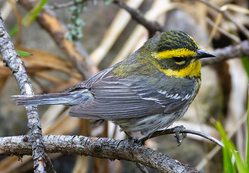 Townsend's Warbler Setophaga townsendi