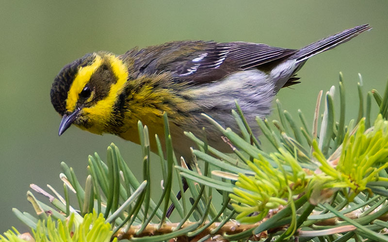 Townsend's Warbler Setophaga townsendi