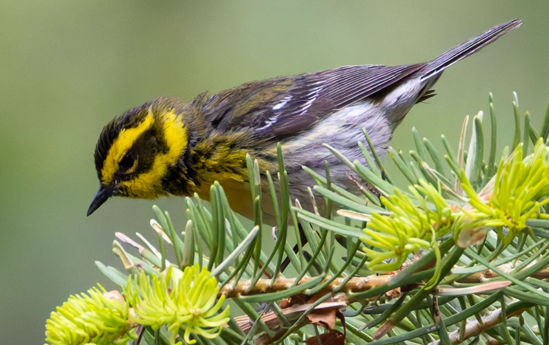 Townsend's Warbler Setophaga townsendi