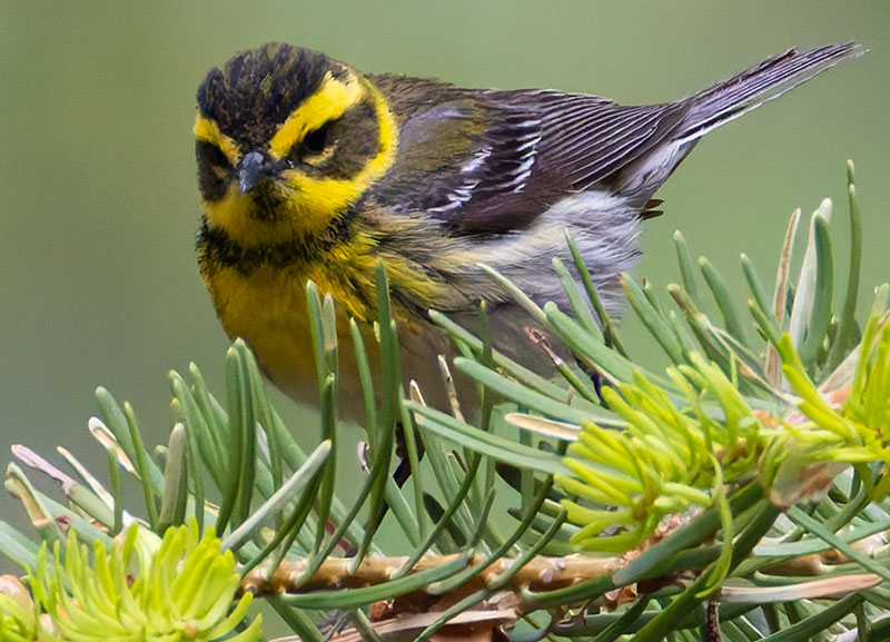 Townsend's Warbler Setophaga townsendi