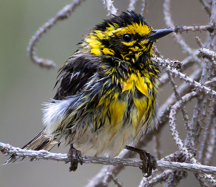 Townsend's Warbler Setophaga townsendi
