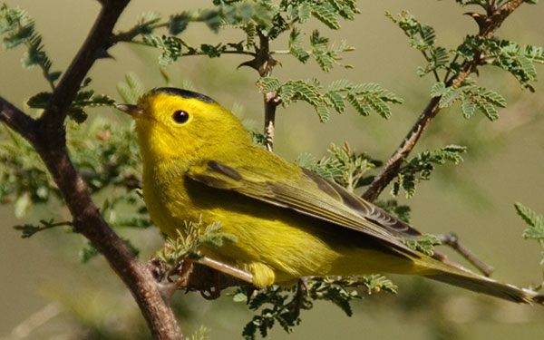 Wilson's Warbler Wilsonia pusilla