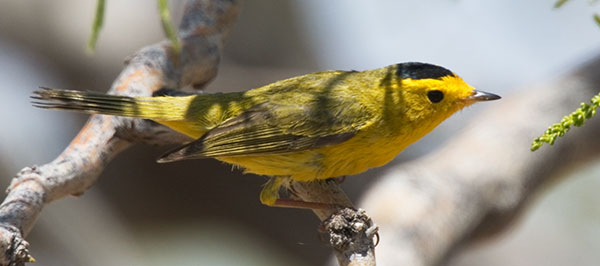 Wilson's Warbler Wilsonia pusilla