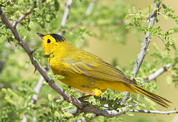 Wilson's Warbler Wilsonia pusilla