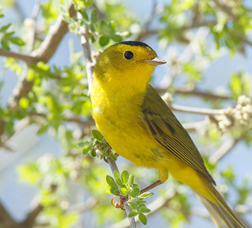 Wilson's Warbler Wilsonia pusilla