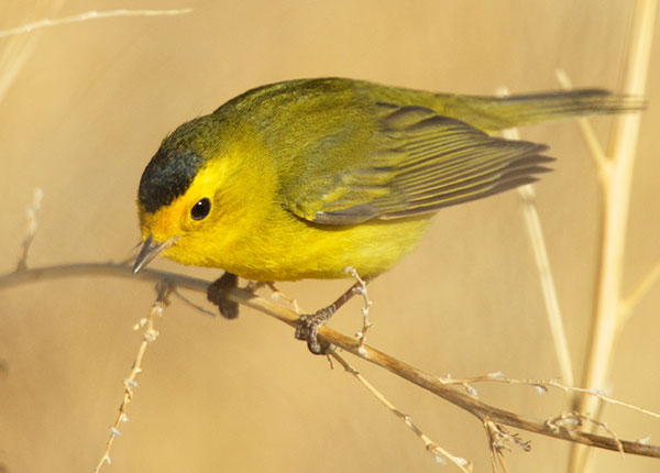 Wilson's Warbler Wilsonia pusilla