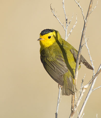 Wilson's Warbler Wilsonia pusilla