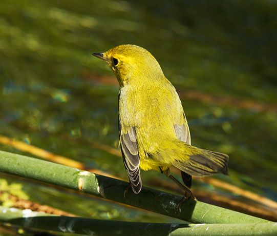 Wilson's Warbler Wilsonia pusilla